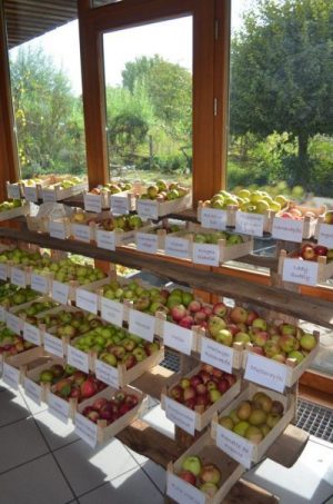 Leider kein Apfeltag 2020 im UIZ