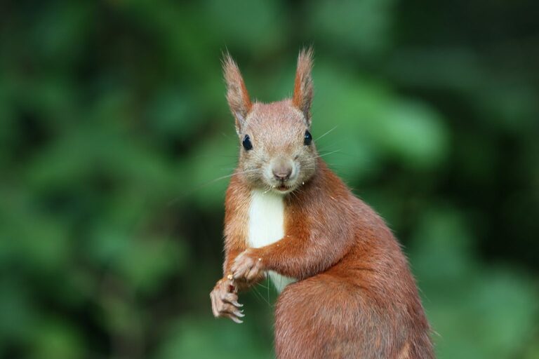 EU-Abgeordnete besucht Eichhörnchen-Schutzstation